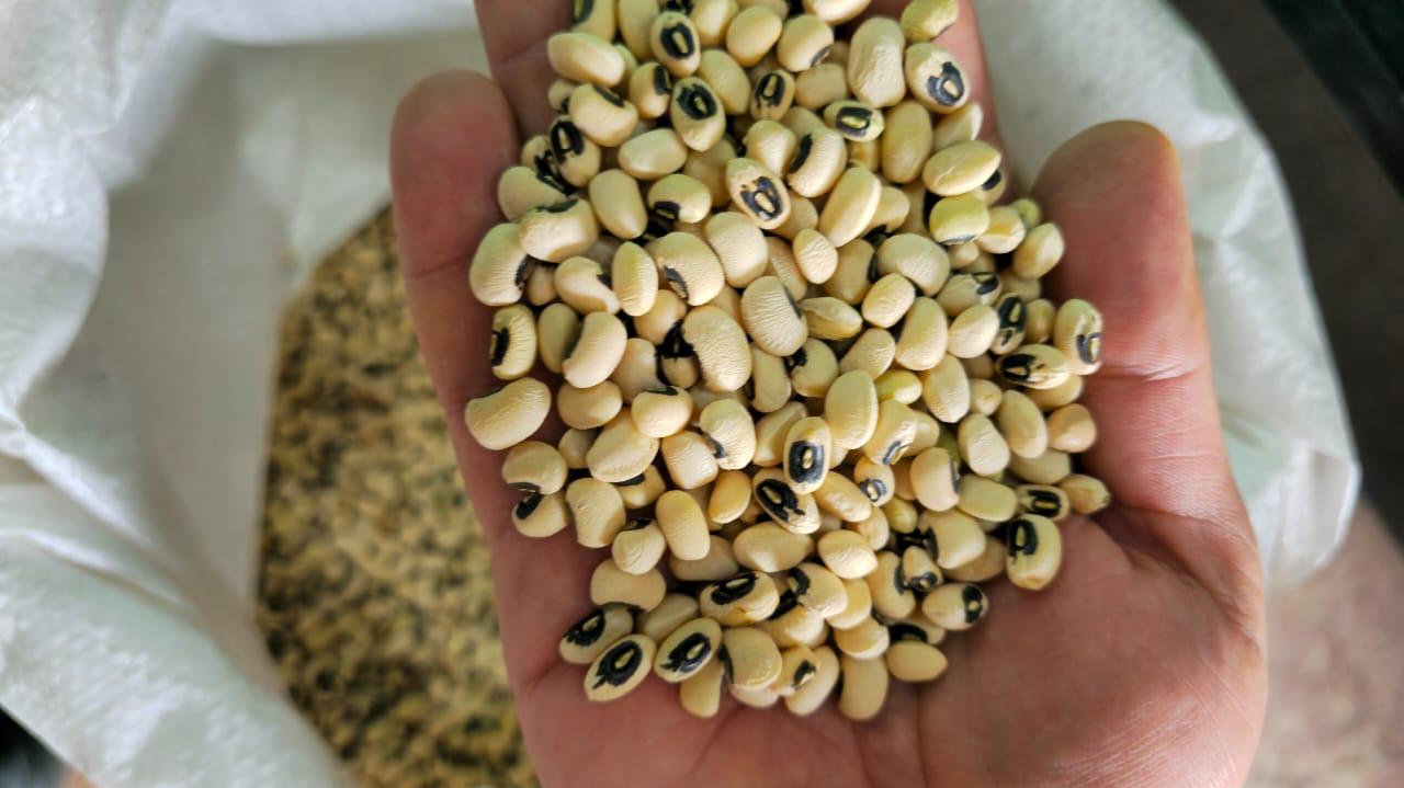 عکس مواد غذایی طه