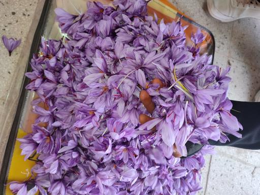 عکس کلینیک وخدمات گیاه پزشکی مهندس رستمی