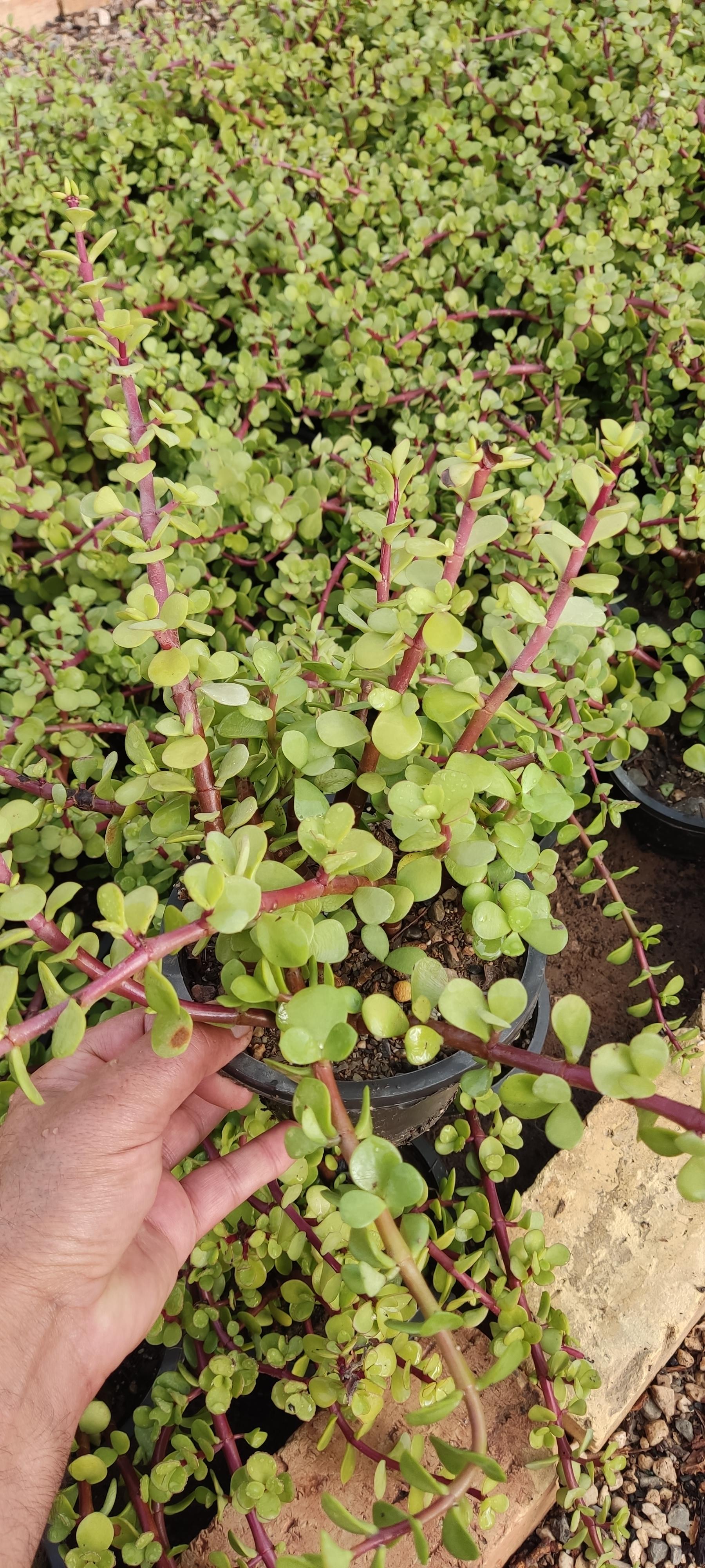 عکس گلخانه آرین کاکتوس