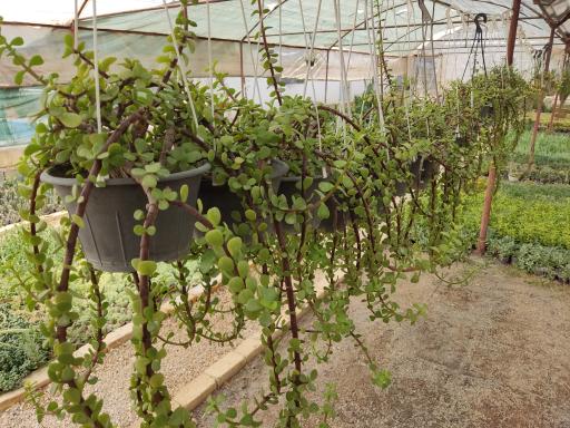 عکس گلخانه آرین کاکتوس