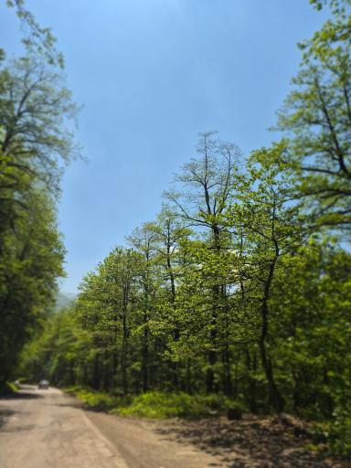 عکس گیسوم