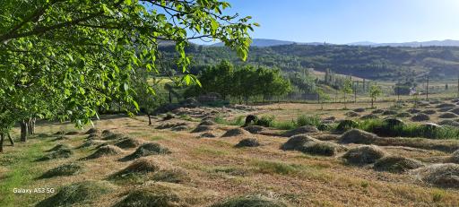 عکس باباحیدر