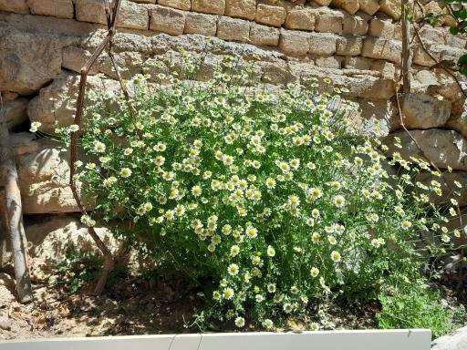 عکس باباحیدر