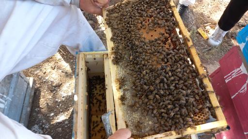 عکس عسل شهد سبلان کاظمی