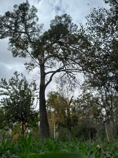 بوستان جنگلی غدیر