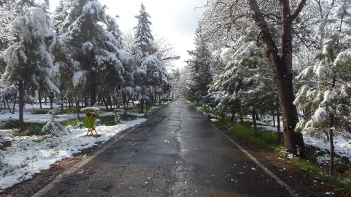 عکس بوستان جنگلی غدیر