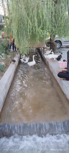 عکس بوستان جنگلی غدیر