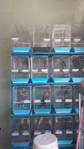 عکس خانه پرندگان سخنگو