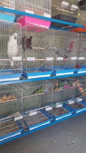 عکس خانه پرندگان سخنگو