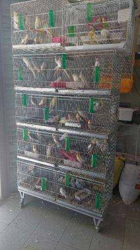 عکس خانه پرندگان سخنگو