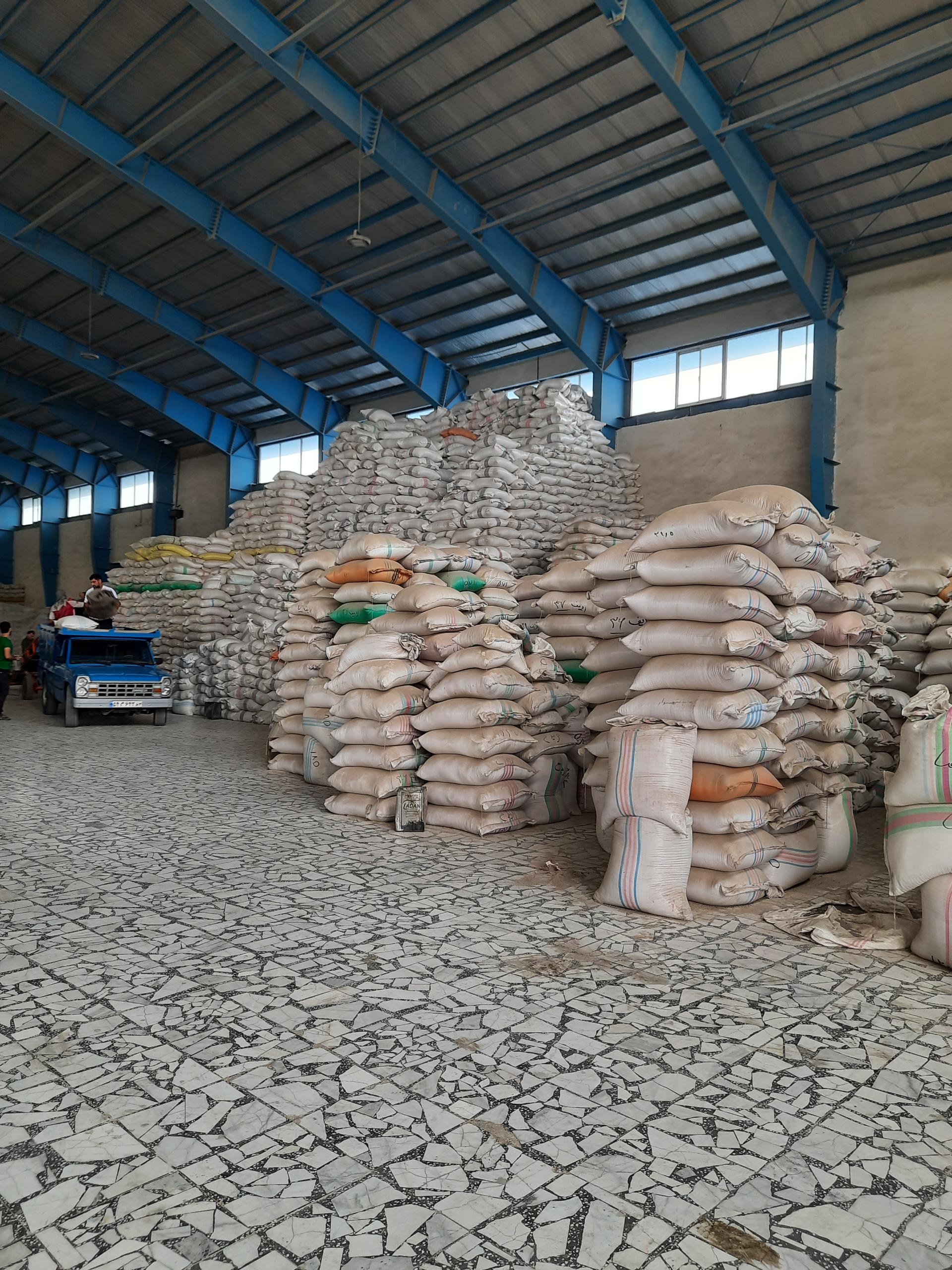 عکس برنج بصراء شمال