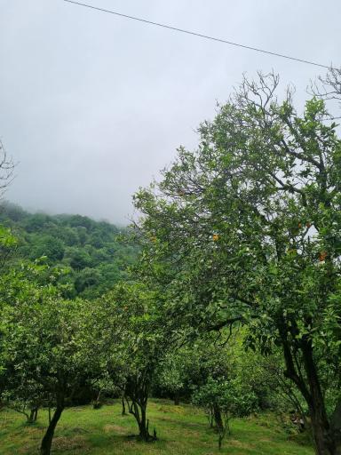 عکس شیخ زاهد گیلانده
