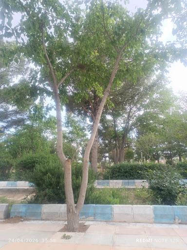 عکس پارک وحدت خواف