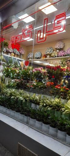 عکس گل فروشی گل گندم