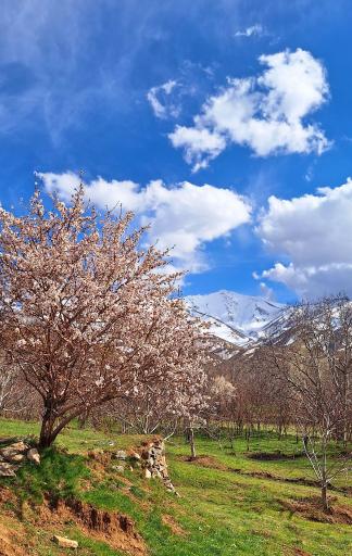 عکس حیدره دارامام