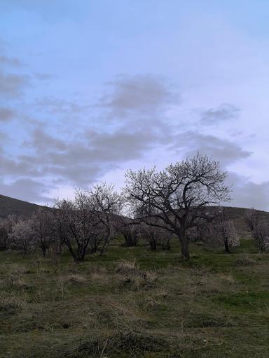 عکس حیدره دارامام