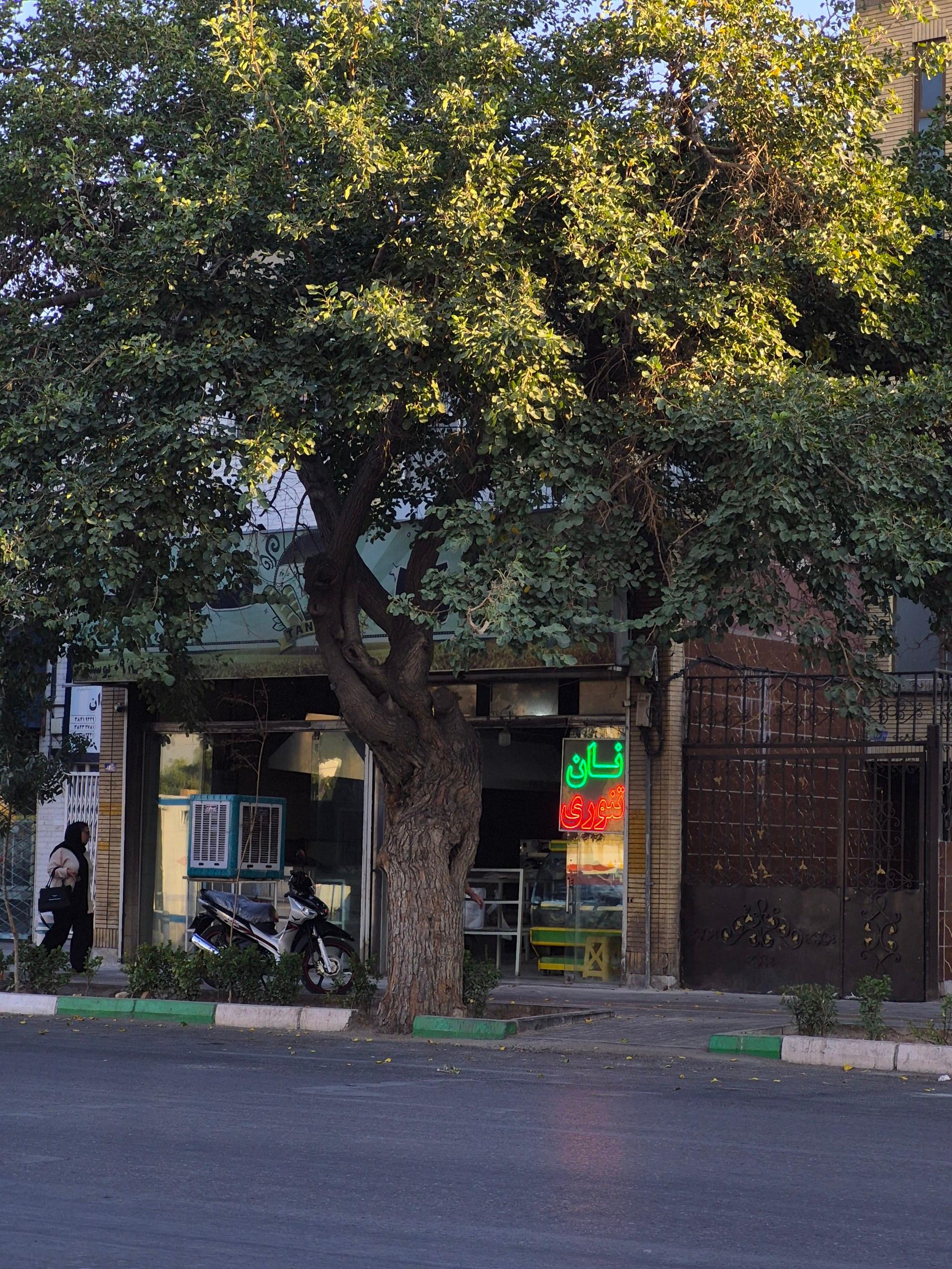عکس نان تنورک
