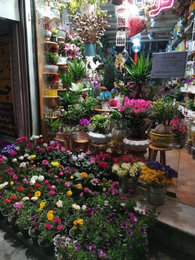 عکس گل سرای گل گندم