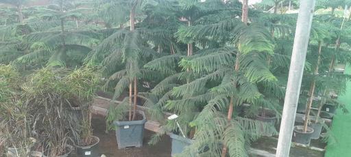 عکس بازار گل و گیاه فکوری