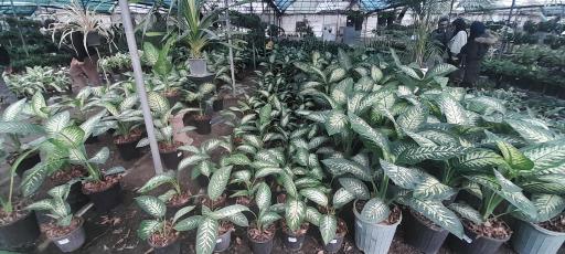 عکس بازار گل و گیاه فکوری