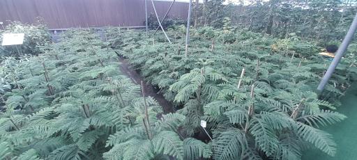 عکس بازار گل و گیاه فکوری