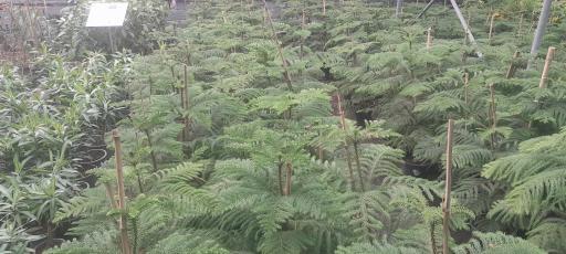 عکس بازار گل و گیاه فکوری