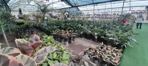 عکس بازار گل و گیاه فکوری