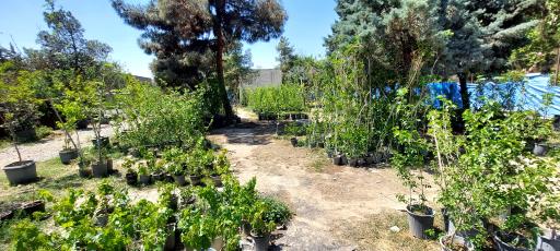 عکس بازار گل و گیاه فکوری