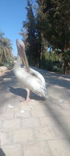 عکس باغ گلشن