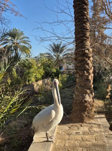 عکس باغ گلشن