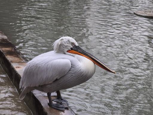 عکس باغ گلشن