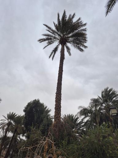 عکس باغ گلشن