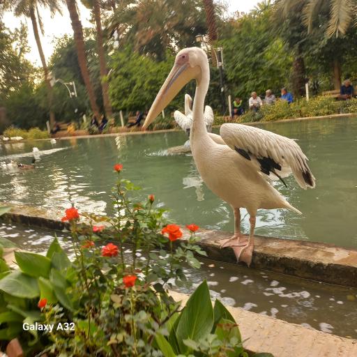 عکس باغ گلشن