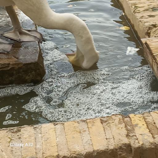 عکس باغ گلشن