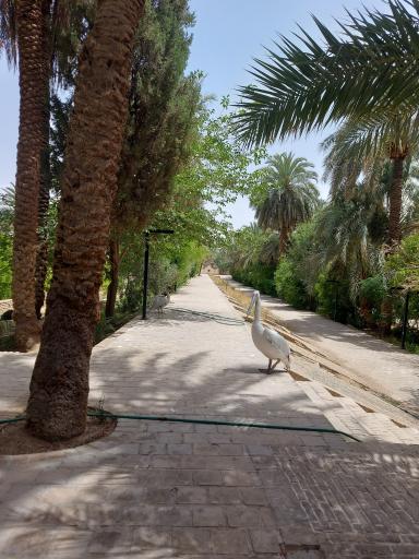 عکس باغ گلشن