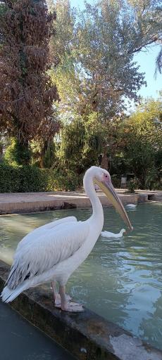 عکس باغ گلشن