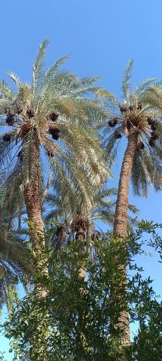 عکس باغ گلشن