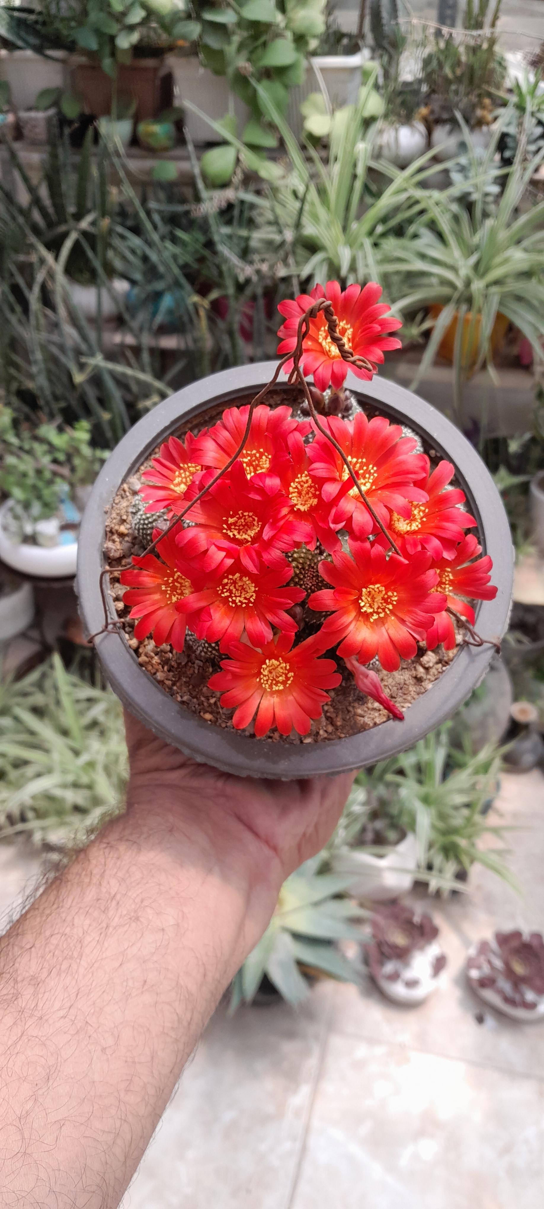 عکس کاکتوس متین