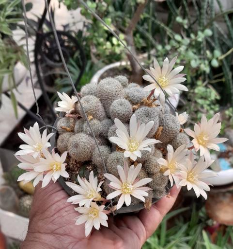 عکس کاکتوس متین