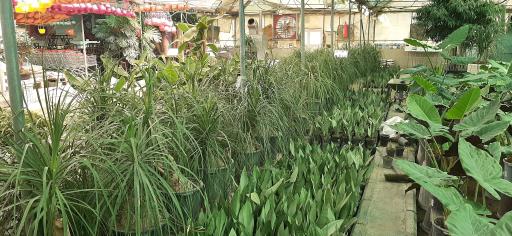 عکس بازار گل و گیاه فکوری