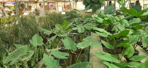 عکس بازار گل و گیاه فکوری