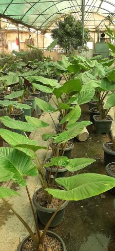 عکس بازار گل و گیاه فکوری