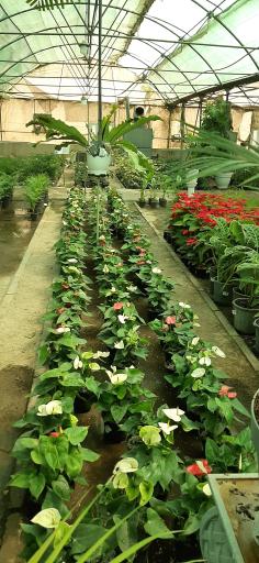 عکس بازار گل و گیاه فکوری