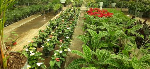 عکس بازار گل و گیاه فکوری