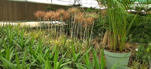 عکس بازار گل و گیاه فکوری