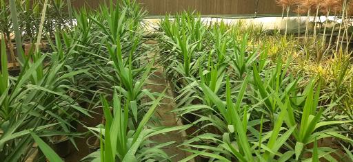 عکس بازار گل و گیاه فکوری