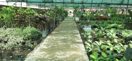 عکس بازار گل و گیاه فکوری