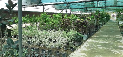 عکس بازار گل و گیاه فکوری