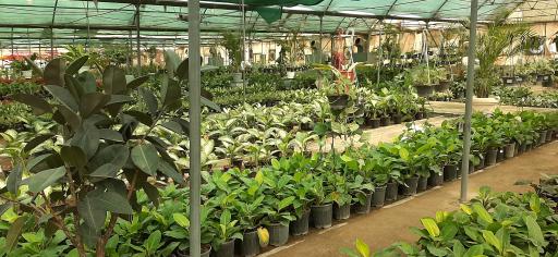 عکس بازار گل و گیاه فکوری