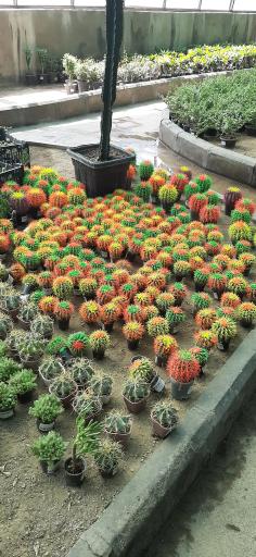 عکس بازار گل و گیاه فکوری